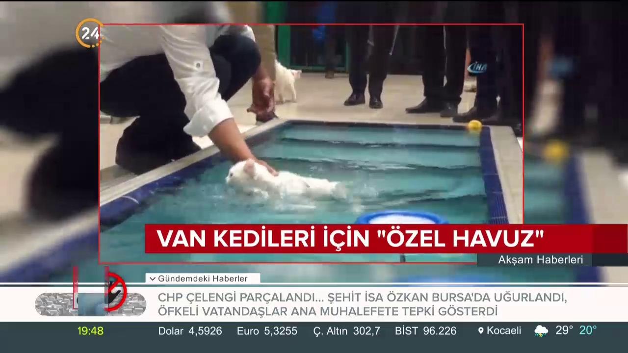 Van Kedileri için özel havuz