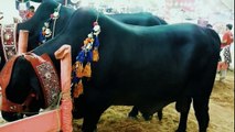 Cow Mandi 2018 Karachi Sohrab Goth | BIg Bulls Vip Tent | 786 Cattle Farm