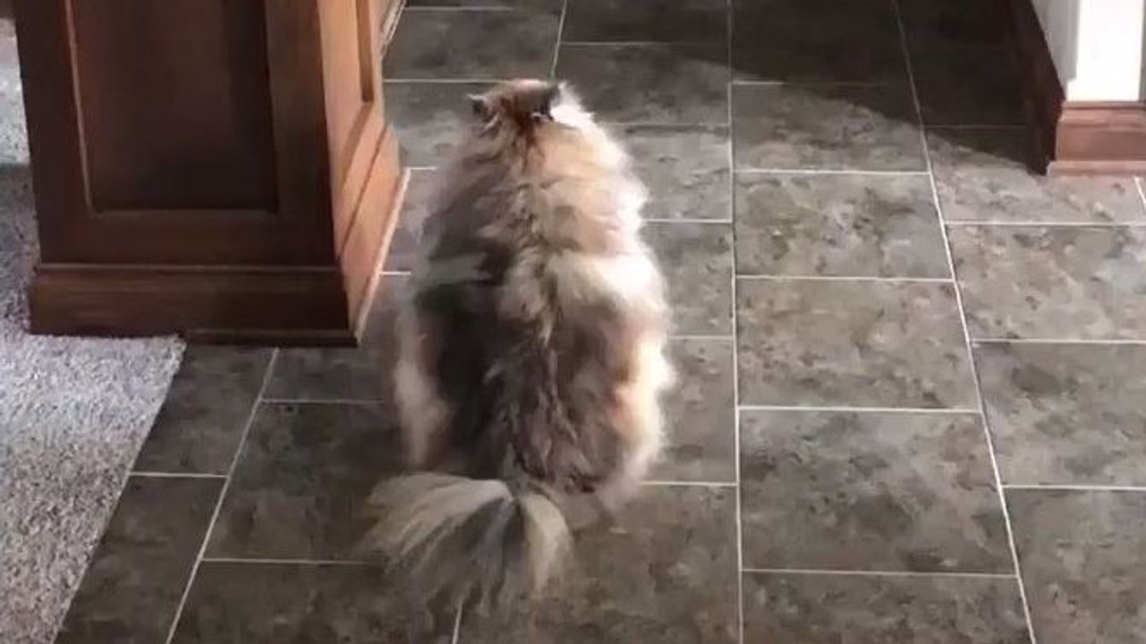 Chien vs Tour de magie avec un drap #WhatTheFluffChallenge