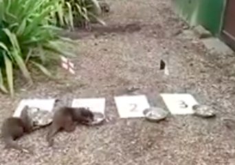 Otters at Beale Park Predict the Winner of England, Belgium Match at World Cup