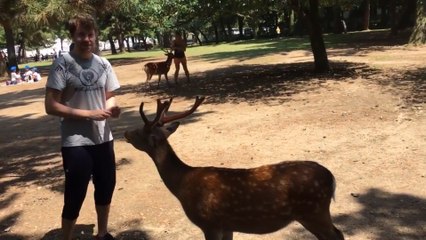 En Japón hasta los animales que viven en los zoológicos son educados