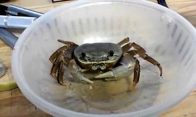Ce crabe mange... une BANANE !