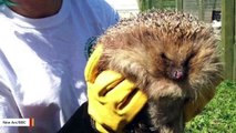 ‘World’s Fattest’ Hedgehog Goes On A Diet