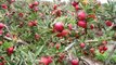 Apple Harvesting by Monster Machine and Packing Machine  Noal Farm Modern Agriculture 2017