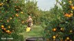 Oranges Harvesting  Harvester Oranges by modern agriculture Machine  Noal Farm 2017