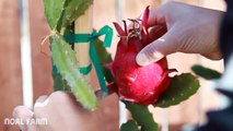 Red Dragon Fruit Harvesting - How to Pick Dragon Fruit - Dragon Fruit modern agriculture 2017
