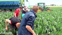 Broccoli Harvesting modern agriculture 2017  Vegetable Harvester Machine Packing  Noal Farm 2017