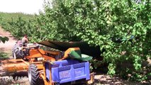 Apricot Mechanical Harvesting  Apricot Seasons Packing by Monster Machine modern agriculture 2017