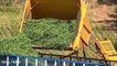 Green Bean Harvesting Machine modern agriculture - Picking and Packing Green Bean - Noal Farm 2017