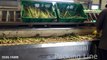 Asparagus Harvested and Packed  How to Harvest Asparagus  Noal Farm modern agriculture 2017