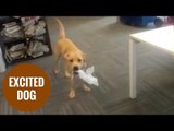 Hyper labrador Django bouncing around owners office