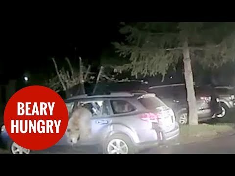 Bear becomes trapped in SUV after breaking in to munch on late night snacks