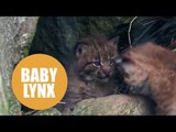 Two adorable Eurasian lynx cubs born at Newquay Zoo
