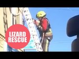 Firefighters rescue pet iguana after it got trapped on a roof SUNBATHING