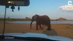 Un éléphant très en colère balance des batons sur une voiture