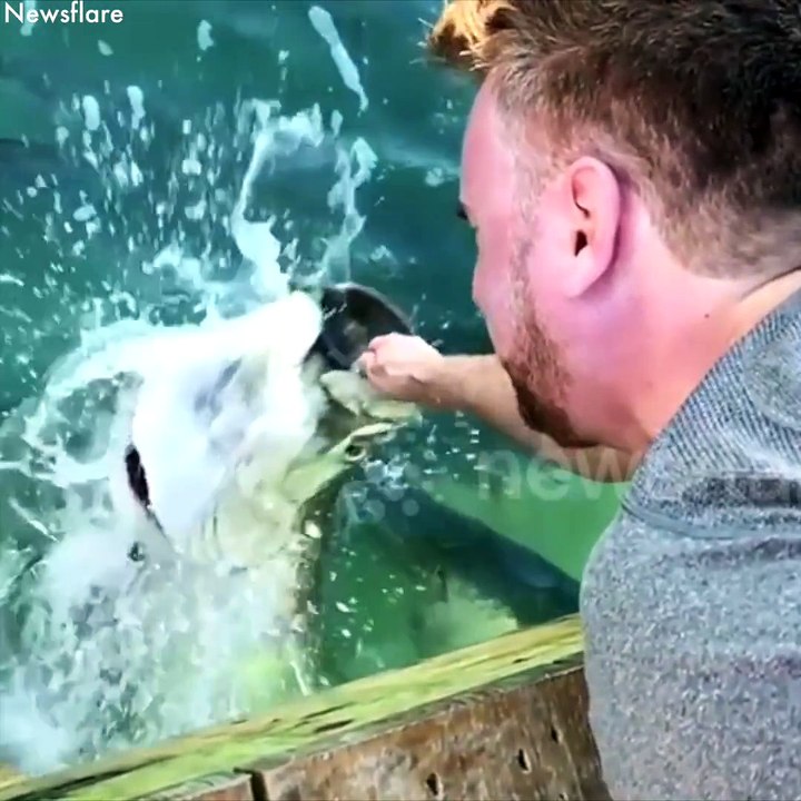 Il nourrit des poissons géants à la main et a faillit se la faire avaler
