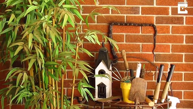 Ce serpent suit les briques du mur et forme des carrés avec son corps... Bizarre