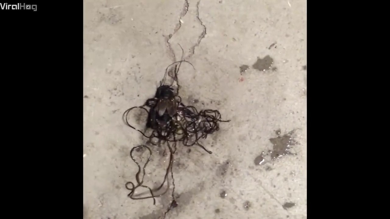 Ce criquet a des tentacules qui sortent de son corps... Parasite terrifiant