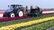 Tulip Cut Machine  Tulip harvesting machine lifting  How to harvest flower tulip Noal Farm 2017