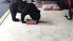 Bear Dines on Donuts