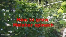 How to Grow and Harvest Malabar Spinach  Malabar Spinach Harvesting on Noal Farm 2017