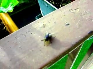 Mouche d'Aubervilliers