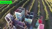 Blackberry Harvesting machine mega modern agriculture - Intelligent technology farming Harvest 2017
