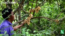 BonBon fruit Harvesting - Strange Asia Fruit Harvest and how to eat it
