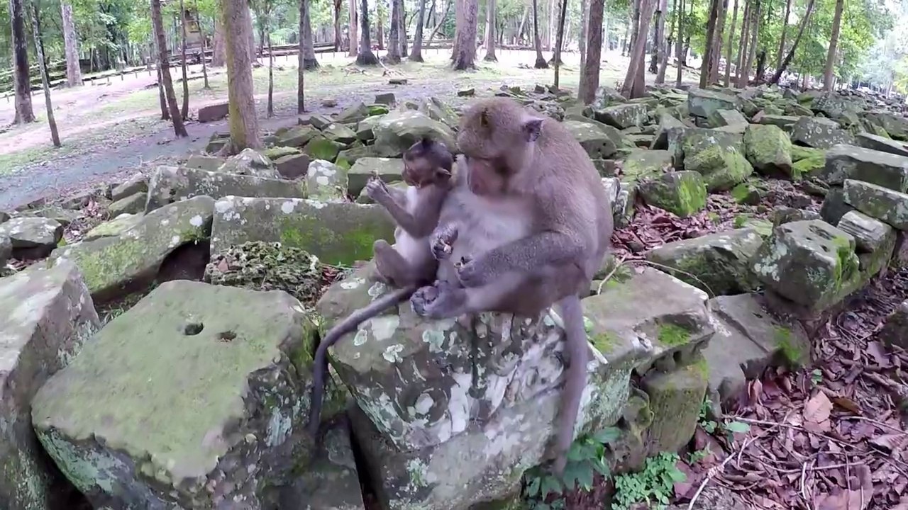 Everyday monkeys funny videos 2018 Real Life in my country