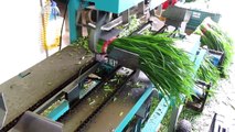 Wow Asia Spring Onion Harvest - Spring Onion Processing And Packing