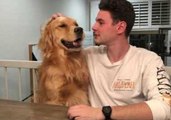Louie the Golden Retriever Has a Whole Lotta Love to Give