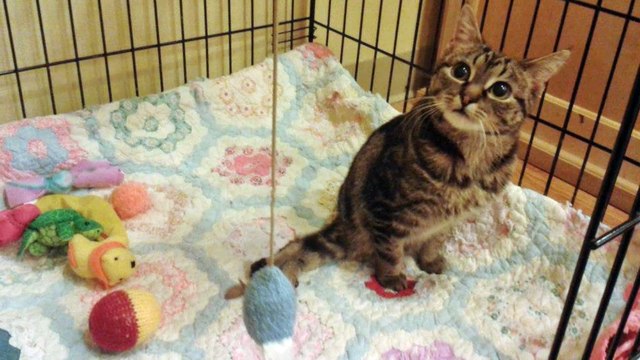 This Kitten Deserves a Lifetime Supply of Catnip