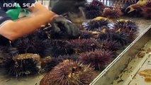 Amazing Sea Urchin Harvesting And Processing Factory - How to open Sea Urchin and Eat