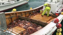 Amazing Sea Food Processing Factory - Octopus Harvest and Processing Line