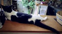 قامت الشركة اليابانية Yukai Engineering بتصميم وسادة آلية رقيقة ذات ذيل تسمي Qoobo لتبدو وكأنها قطة حقيقية لمحبي الحيوانات الاليفة. وهي عبارة عن وسادة دائرية نا