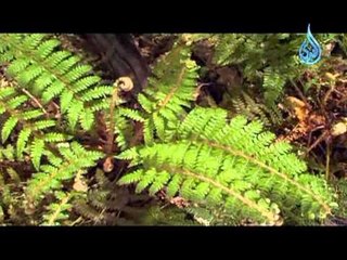 ابتهالات محمد عمران