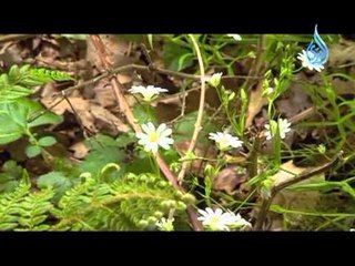 إبتهالات 9-سيد النقشبندي (أغيب)