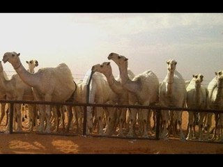 لماذا لحم الإبل ينقض الوضوء الشيخ شعبان درويش
