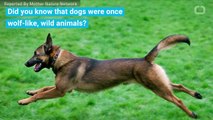 How Dogs Evolved From Wolves Into Pets