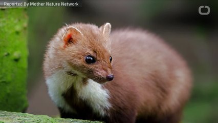 Cannabis Farms Threaten Adorable Predator
