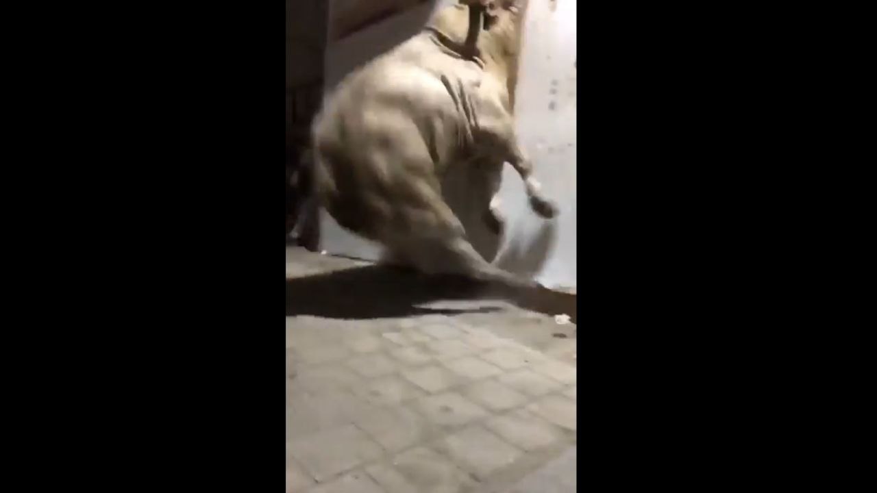 Taureau vs Mur