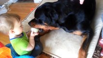 15 MIN OF BEST COMPILATION! Rottweiler Dog and Baby Rottweiler Love and Protects Baby