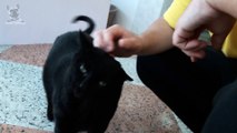 Cute Fat Cat Demanding Petting Funny Cat Want Attention NEW