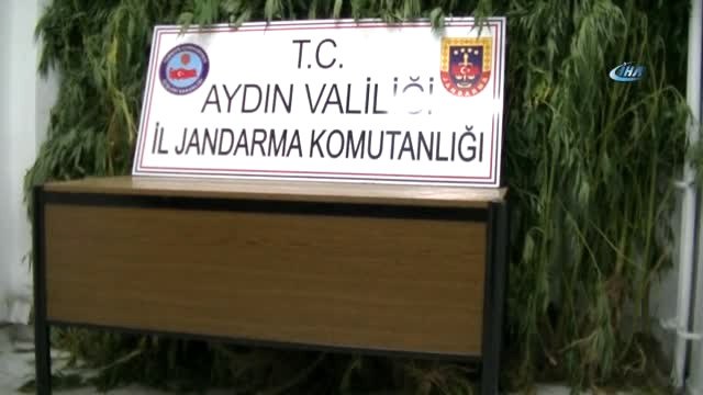 4 Metrelik Kenevirleri Gören Gözlerine İnanamadı