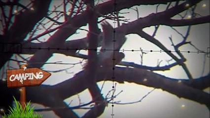 usa and uk best dove pcp hunting