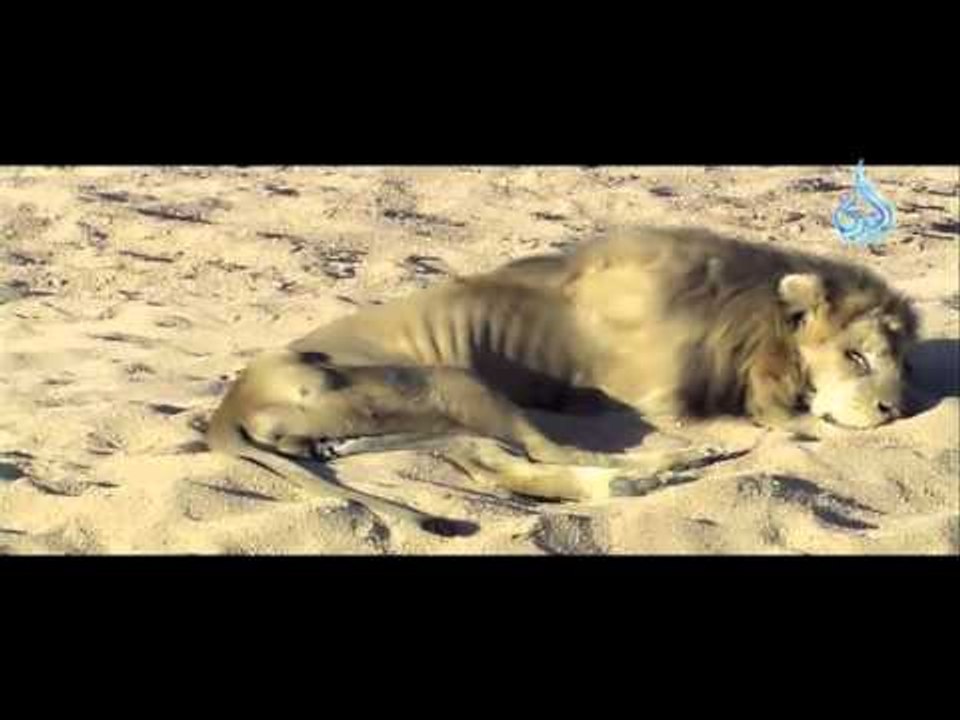 قصة قصيرة مصورة يرويها  الشيخ أبي اسحاق الحويني