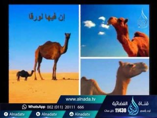 أفلا تبصرون |ح16| الوراثة | الدكتور محمد العجرودي في ضيافة محمد جمال