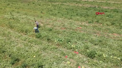 Manisa Olumsuz Hava Şartları Karpuz Fiyatlarını Vurdu Hd