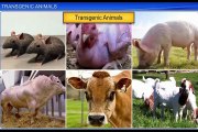 (3)CBSE CBSE Class 12 Biology, Biotechnology And Its Applications – 3, Transgenic Animals