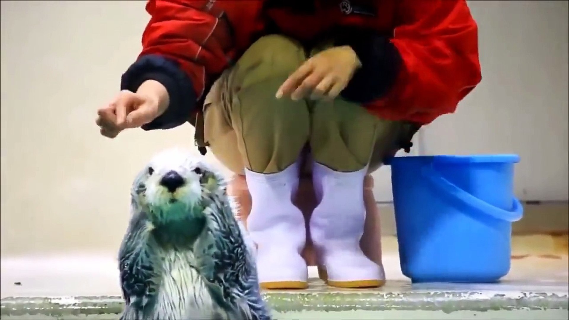 Смешные животные)